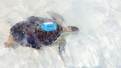 The turtles are released. Turtles being transported from the Louvre and to the sea. Turtle release. Jumeirah Saadiyat Island Beach, Abu Dhabi. Chris Whiteoak / The National
