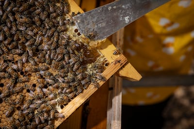 Hatta Honey Bee Discovery Centre. Bee Keeper and tour guide Mary Jane Villanueva tends to a hive sponsored by Green Gardenia Landscape and Pools at the center in Hatta. Antonie Robertson/The National
