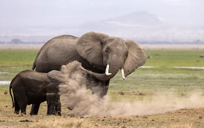 Heather Cudworth's Lessons. Photo: Heather Cudworth / Nikon Comedy Wildlife Awards