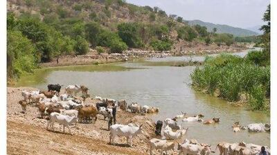 Cattle at the Omo River, Omo Valley, Ethiopia, Africa