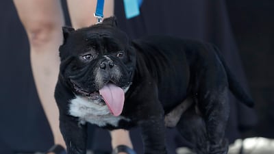 Meatloaf, a bulldog mix, walks onstage during The World's Ugliest Dog Competition. Jeff Chiu / AP Photo