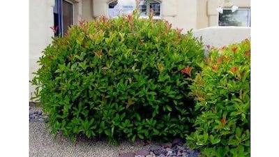 In the right light, the new growth of the hop bush takes on a chartreuse brilliance that is reminiscent of a Vincent van Gogh painting.