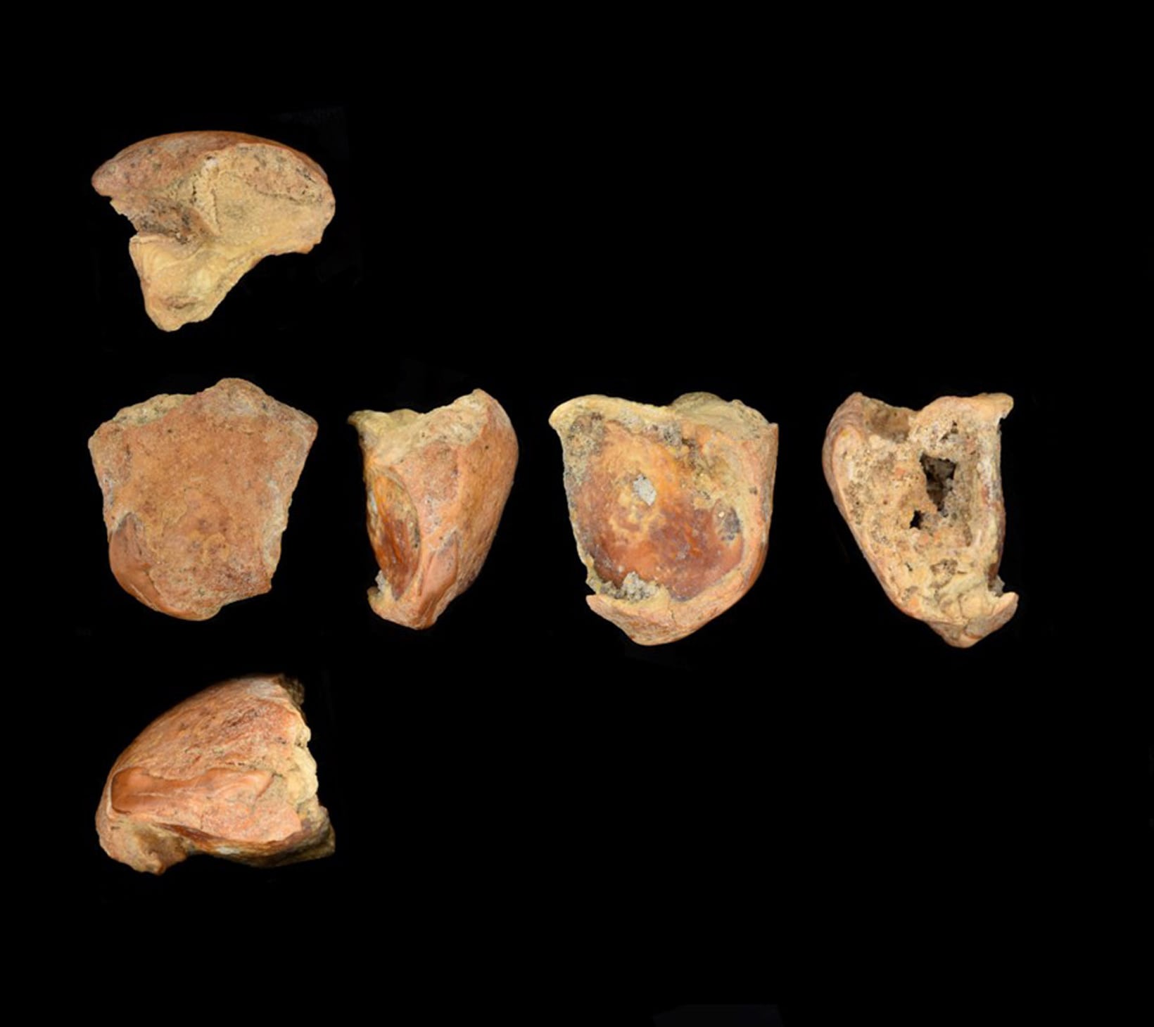Various views of the incisor tooth that had been spilt. Photo: Dr Emma Pomeroy