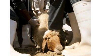 Animals are immunised at a farm 70kms outside Abu Dhabi. The Abu Dhabi Food Control Authority began a campaign in 2009 to immunise animals against common diseases as part of its food safety drive. Andrew Henderson / The National