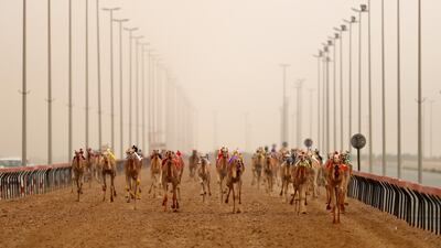Camels race during Al Marmoom Heritage Festival.