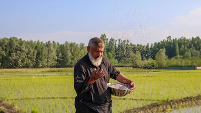 A farmer in Kashmir spreads fertiliser in a field. Food production could be hit by a lack of global fertiliser exports. Getty Images