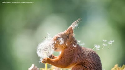 A red squirrel makes a wish with a dandelion in Sweden. Geert Weggen / The Comedy Wildlife Photography Awards 2019