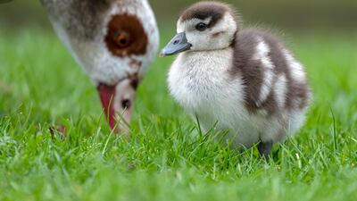An Egyptian goose and its gosling stand on a meadow in Schwetzingen, Germany. EPA