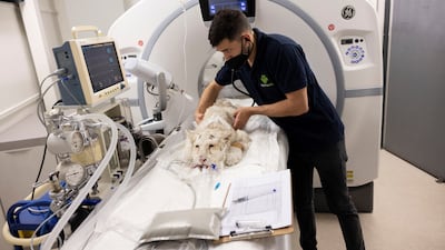 A veterinarian checks the white tiger cub before a scan at a clinic in Athens, Greece. Reuters