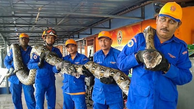 Five members of Malaysia Civil Defence hold the 7.5m reticulated python. Malaysia Civil Defence Departmen / AFP Photo