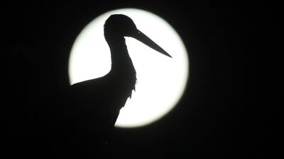 A stork is silhouetted by the moon in Riedlingen-Zell, Germany. AP Photo