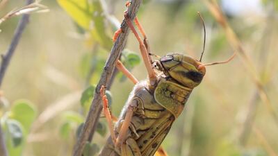 A desert locust is seen after an invasion in Shaba National Reserve in Isiolo, northern Kenya. EPA