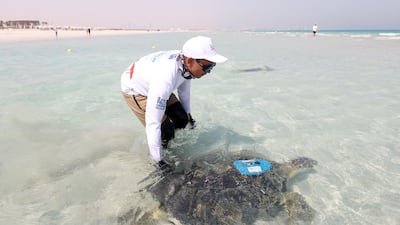 The turtles are released. Turtles being transported from the Louvre and to the sea. Turtle release. Jumeirah Saadiyat Island Beach, Abu Dhabi. Chris Whiteoak / The National