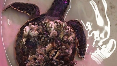 Turtles often wash up at this time of year when the sea cools, which can lead to a condition called cold stunning