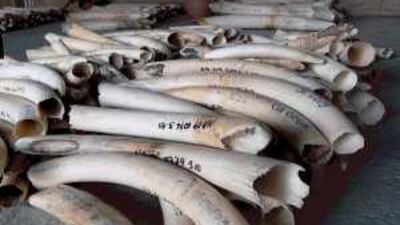 Tusks are displayed in Windhoek in 2008 during the first legal auction of elephant tusks in nearly a decade.