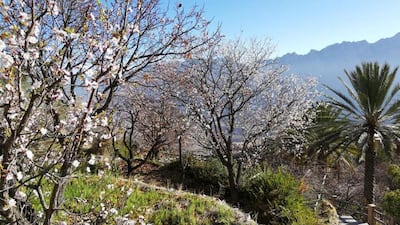Apricot trees are covered in white blossoms the beginning of March of each year. Oman News Agency