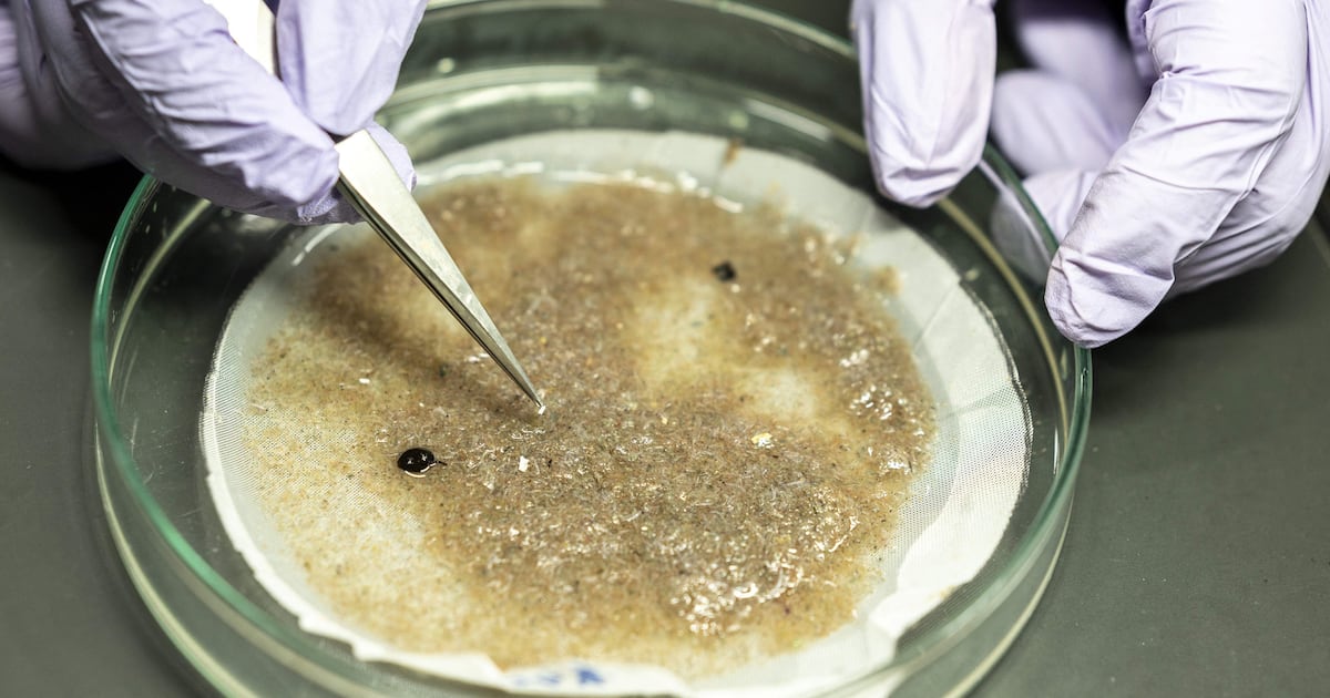 How do we stop the microplastic invasion and how harmful are they ...