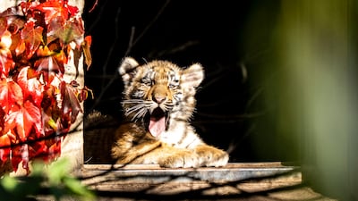 A tiger cub at Copenhagen Zoo, Denmark. EPA