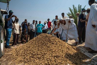 Farmers harvest peanuts at the New Halfa project in Kassala state in eastern Sudan on October 20, 2024. AFP