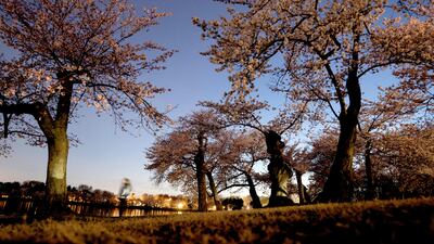 A visitor walks among cherry blossoms in Washington. AFP