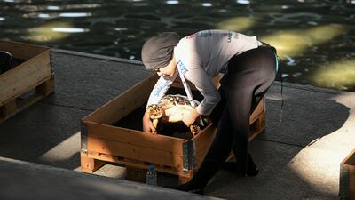 About 5,000 of these animals reside in Abu Dhabi waters