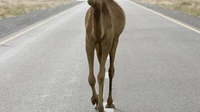 One of the more than 250,000 camels in the UAE, according to The Question Company.