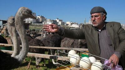 The Palestinian farmer, whose name translates as “father of the bird”, collects ostrich eggs which he will then sell on to Palestinian and Israeli buyers, as well as customers in the Gulf and Jordan. Musa Al Shaer/AFP Photo