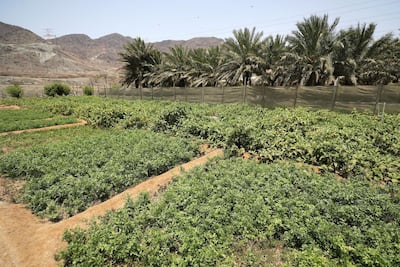 Rashid Obaid's farm near Al Bithnah in Fujairah. Chris Whiteoak / The National