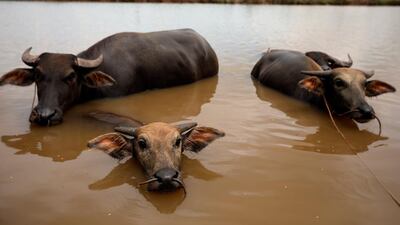Water buffalos cool off in a cannel in Nam Dinh province, Vietnam. EPA