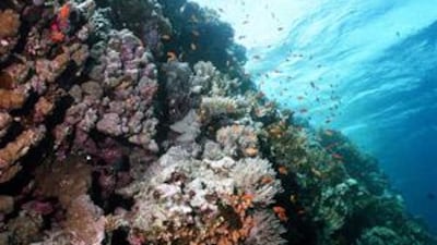 The spectacular underwater sights at Dibba rock have, in recent months, included whale sharks, which can grow up to 18 metres long.