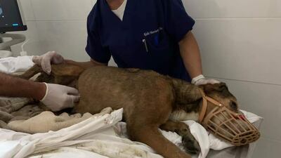 The vet who treated jenny said there were signs she had recently given birth, but her puppies were nowhere to be seen at the industrial site where she was found.