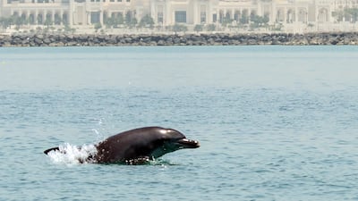 Calls have been made for marine protected areas in Abu Dhabi waters to be made larger to protect the pods of Indo-Pacific bottlenose dolphins. Courtesy, The Bottlenose Dolphin Research Institute