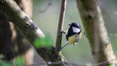 A great tit balances on a tree branch in Berlin, Germany, on a sunny day. EPA