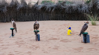 Falcons perch on a stand – called a wakr in Arabic