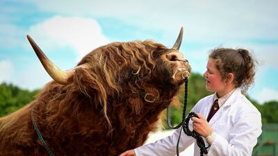 EXETER, ENGLAND - JUNE 30: A Highland Bull enjoys a combing before judging at the Westpoint Arena and Show ground in Clyst St Mary near Exeter on June 30, 2022 in Devon, England. Established in 1872, it has grown into one of the South West's biggest county shows attracting over 90,000 visitors. Although primarily an agricultural livestock and produce showcase, it is also seen as a barometer for the health of the whole agricultural industry in general. (Photo by Finnbarr Webster / Getty Images)