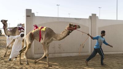 The fastest mature male will win a dagger and Dh800,000.