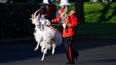 Fusilier Llewelyn II, the Regimental Goat, jumps in the air before soldiers from Tidworth based The 1st Battalion, The Royal Welsh parade to commemorate St David’s Day, at Lucknow Barracks, in Tidworth, England. Getty Images