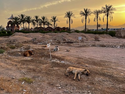 Sharm El Sheikh, the city that will host the Cop27. Mahmoud Nasr / The National