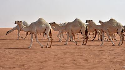 Camels compete in the beauty pageant of the annual King Abdulaziz Camel Festival in Rumah. AFP
