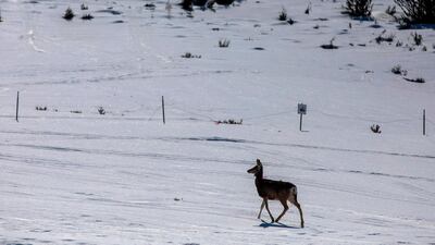 A mule deer doe prances away after receiving a check-up at Hardware Ranch, near Hyrum, Utah. AFP