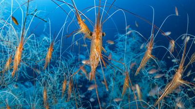 'Deep Feelers' by Laurent Ballesta (France). Category: Highly commended, Underwater. Photo: Natural History Museum