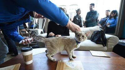 Visitors play with a cat at the pop-up "Cat Cafe", a cafe where patrons can interact and adopt cats, in New York. Emmanuel Dunand / AFP