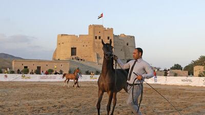 Fillies parade during the Fujairah Arabian Horse Show, held at Fujairah Fort. Jeffrey E Biteng / The National