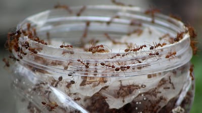 Ants are eaten in Brazil. Getty Images