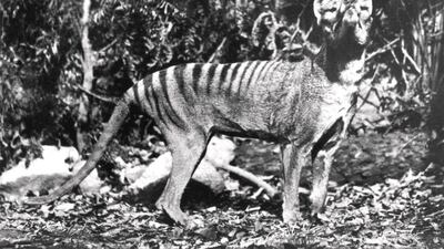 Many people living in the Australian island state of Tasmania, and beyond, believe the Tasmanian tiger still exists.