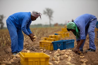 A potato harvest at Al Ain Wheat Farm in the UAE. Silvia Razgova / The National