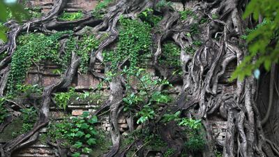Roots shroud a relief at Sambor Prei Kuk. Samrang Pring / Reuters
