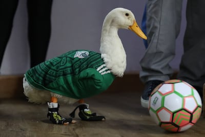 Merlin has become a viral internet sensation and the unofficial mascot for Mexico during the World Cup after being spotted in a green Mexican national football team jersey during the tournament's opening week. EPA