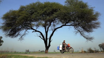 A milkman on his rounds near Amritsar, India. Raminder Pal Singh / EPA