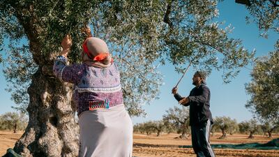 Many large-scale operations use tree shakers to harvest, but Ms Ben Romdane has her workers use more gentle methods to harvest the olives by hand, using rakes and rods to coax the fruit off the branches. Photo: Erin Clare Brown / The National